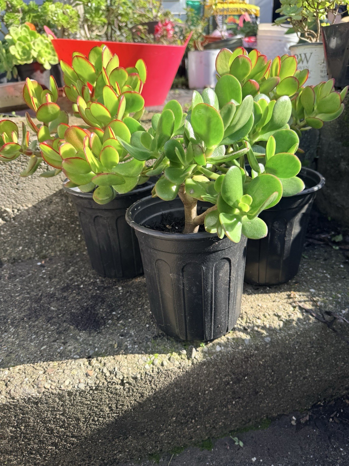LARGE 1+ FOOT Rooted Jade / Money Plant Live Bonsai Tree Start