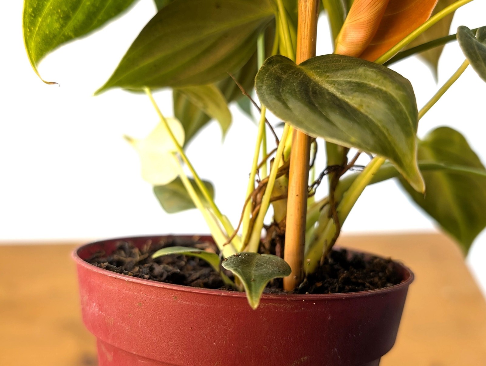 FULL & LARGE Philodendron Melanochrysum 2+ Plants per Pot – 4 Inch Pot
