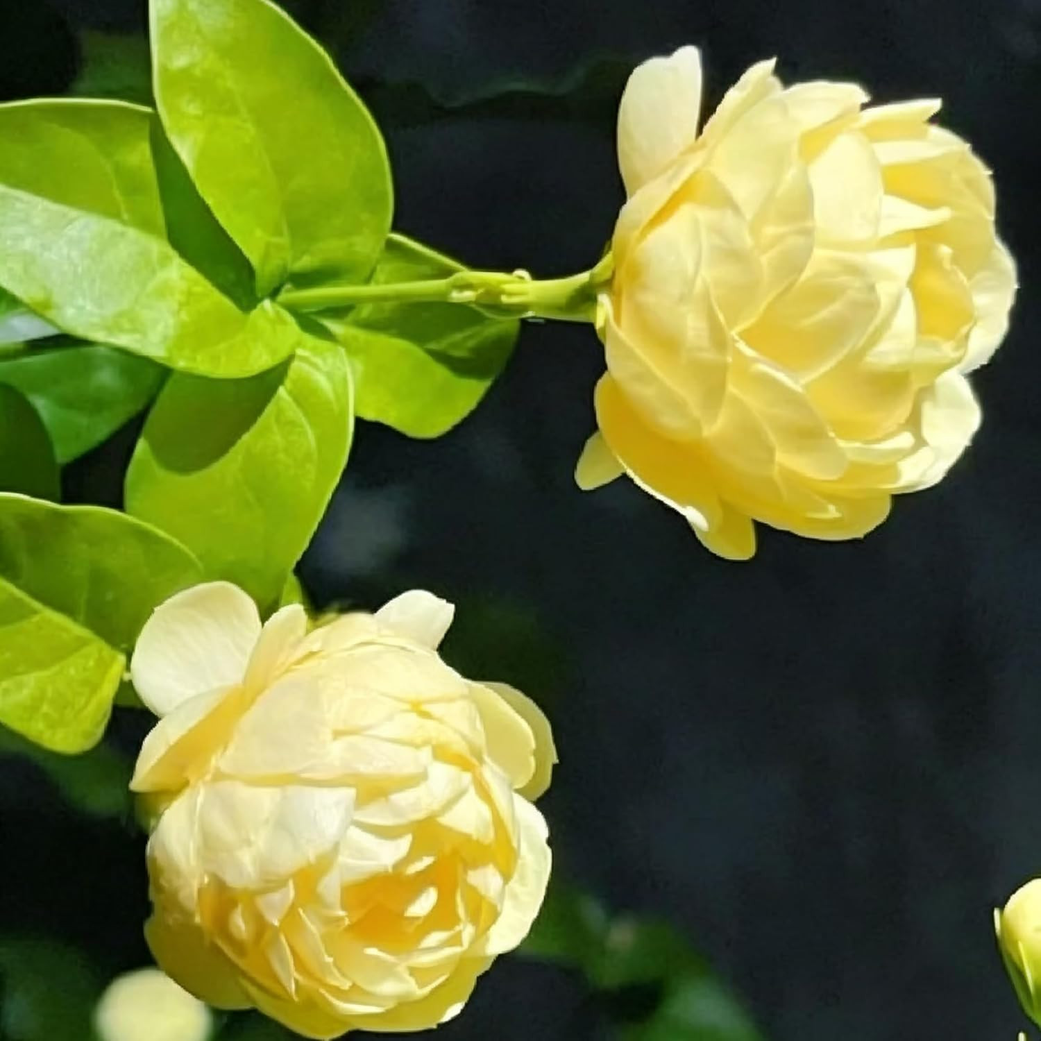 Mix Climbing Double Jasmine Seeds for Planting, 250+pcs Perennial Fragrant Climb