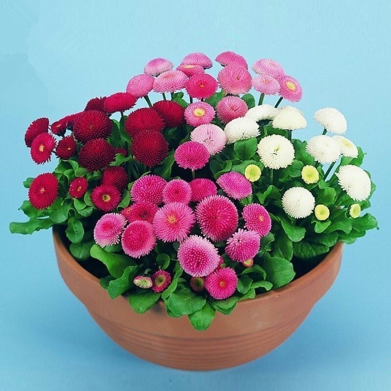 2000+English Daisy Seeds(Bellis perennis) Mixed Perennial Wildflowers USA