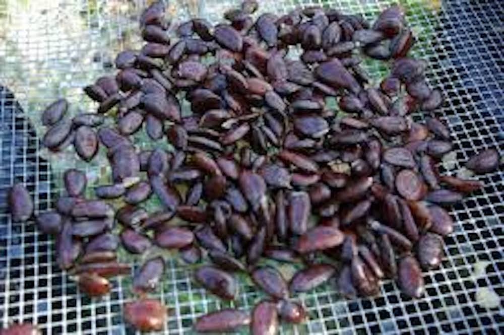 5 PawPaw Tree Seeds Asimina triloba Native American Fruit Tree Stratified