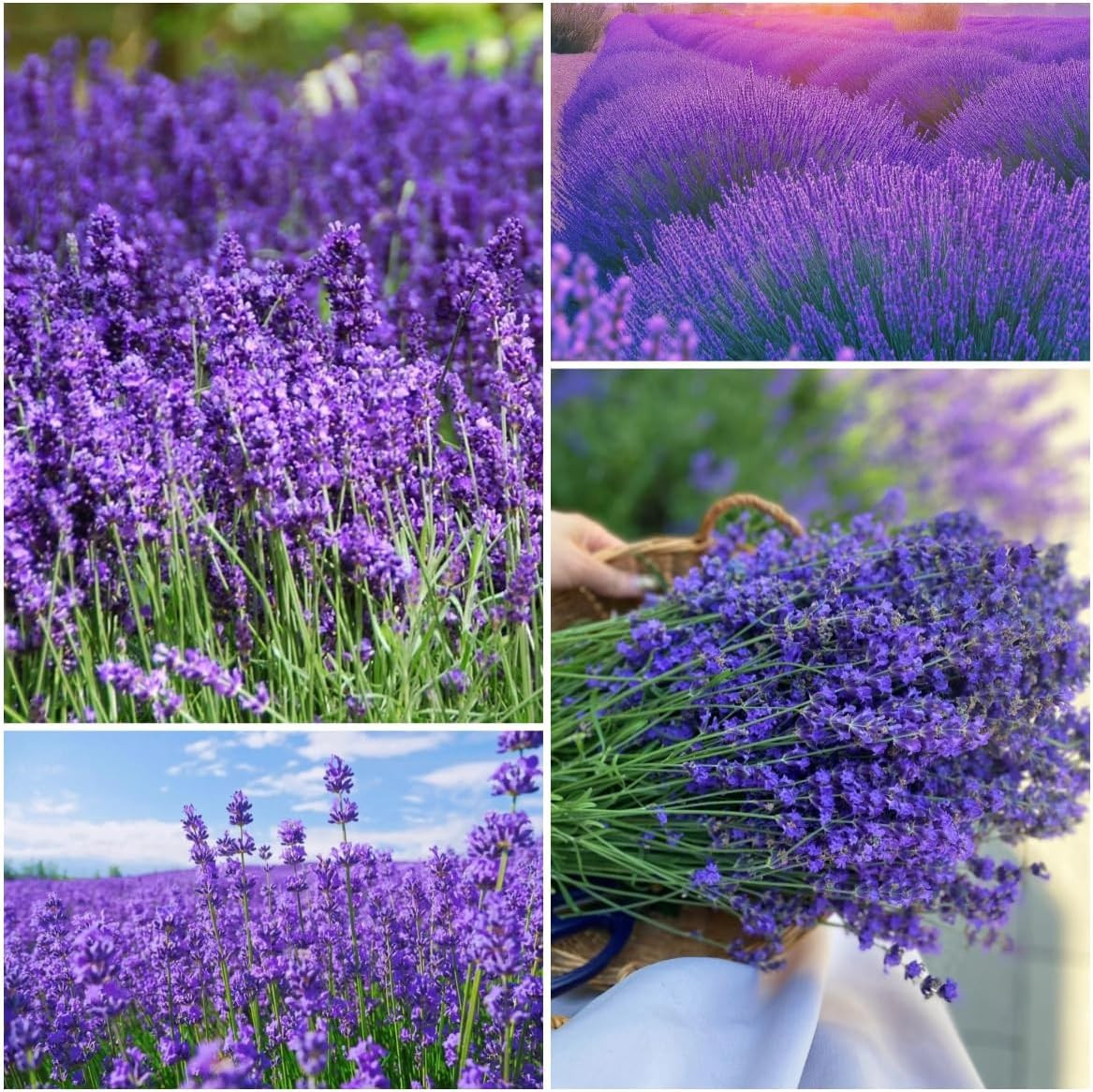 4000 Seeds Lavender Flower Seeds, 90-120 Days to Bloom, Summer Flowering, Drough