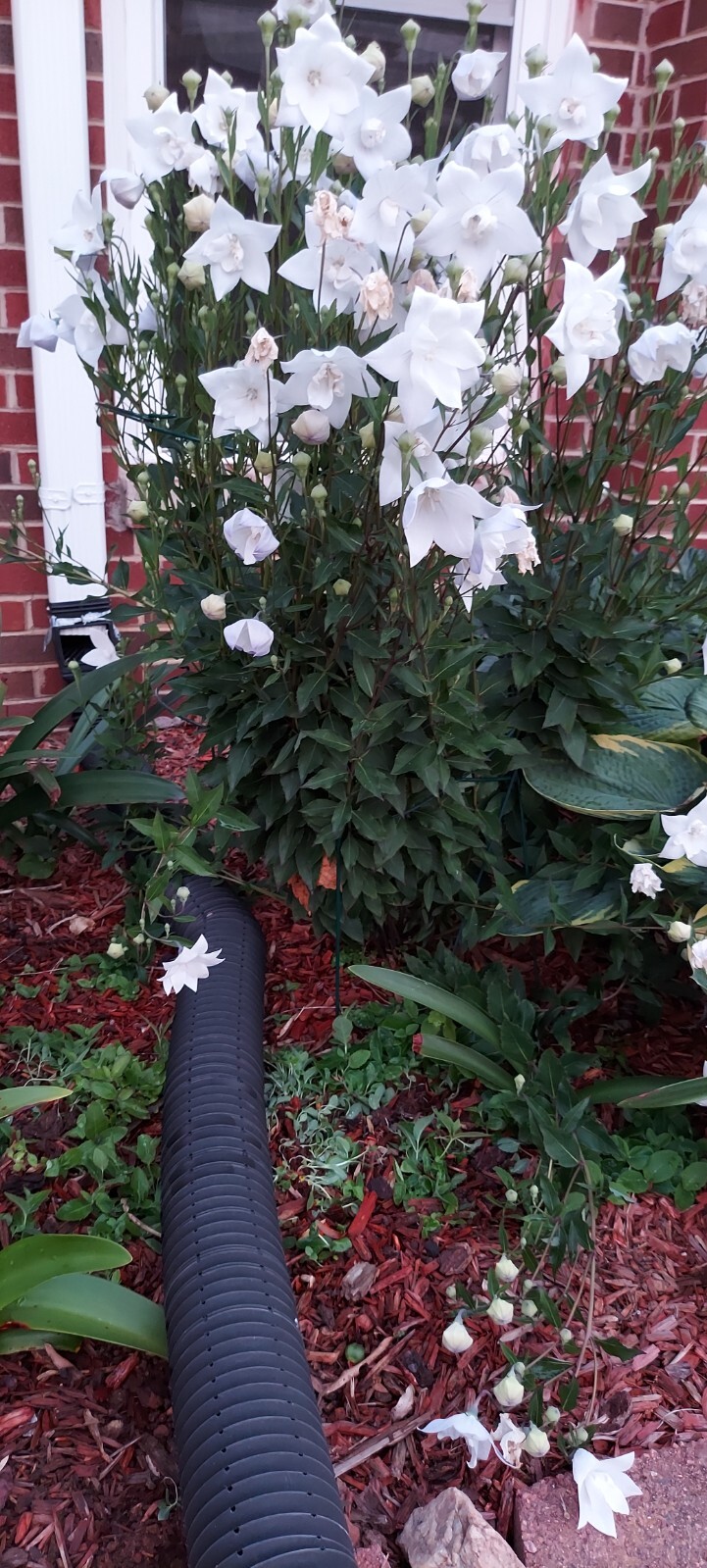 PLATYCODEN BALLOON TALL DOUBLE WHITE FLOWERS 50 FRESH SEEDS