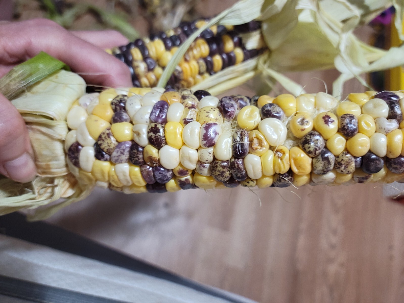 35+ ORGANIC Sweet Corn seeds Festivity USA-Grown NC. multicolor. Colored. Indian