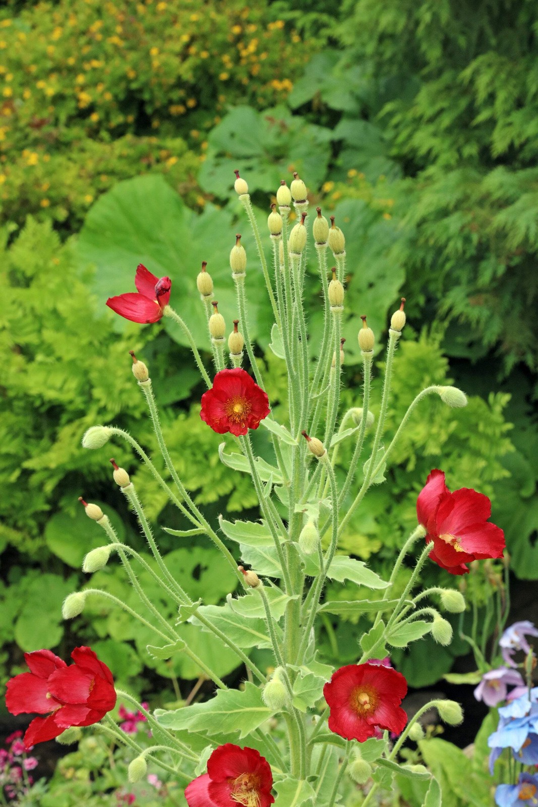 10 MIXED HIMALAYAN POPPY Blue Red Violet Meconopsis Napaulensis Mix Flower Seeds