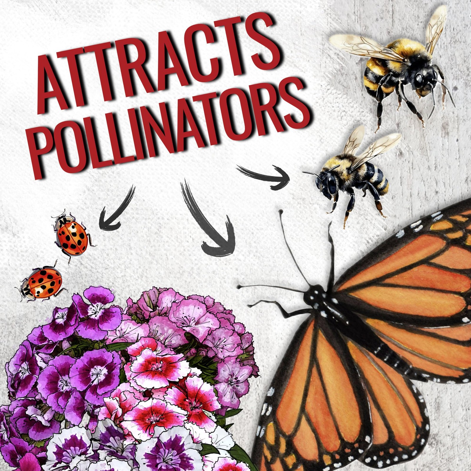 Sweet William Seeds Dianthus Planting Wildflower Garden Attracts Bees Butterflie