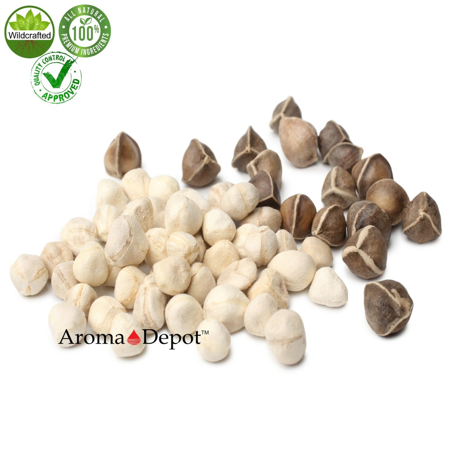 1Lb. Moringa Seeds 1600 Fresh Semilla de Moringa oleifera 100% Fresh Malunggay