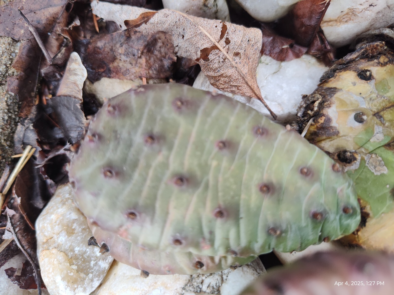 Prickly Prickley Pear Cacti Winter hardy 15 pad cactus