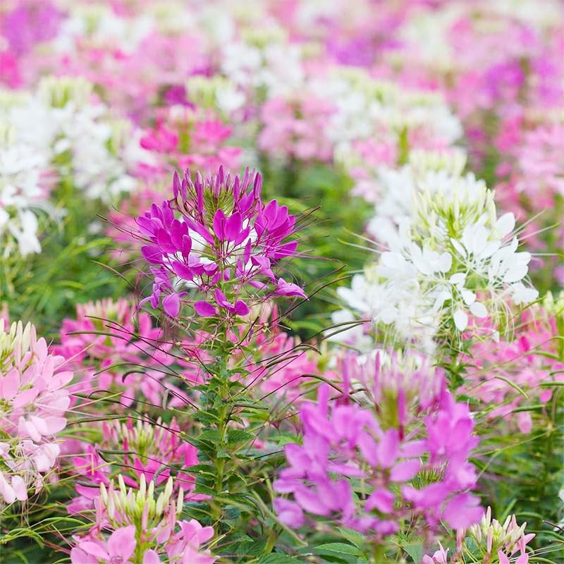 5200+ Spider Flower Cleome Mix for Outdoor Garden Planting to Attract Pollina…