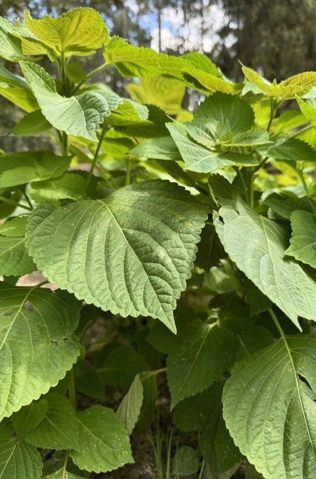 300 Korean Perilla Seeds Shiso 2025 Fresh Seeds 紫苏种子