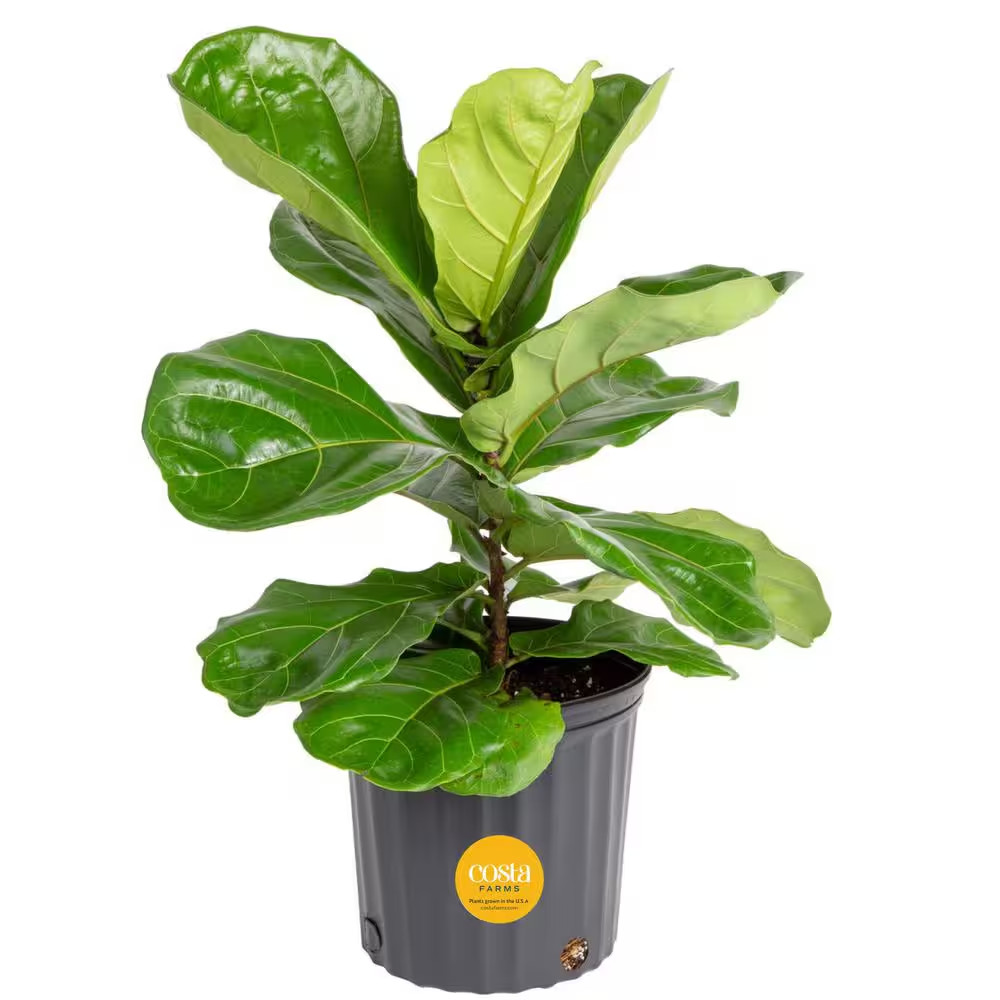 Fiddle Leaf Fig Indoor Plant in 8.75 In. Black Grower Pot, Avg. Shipping Height