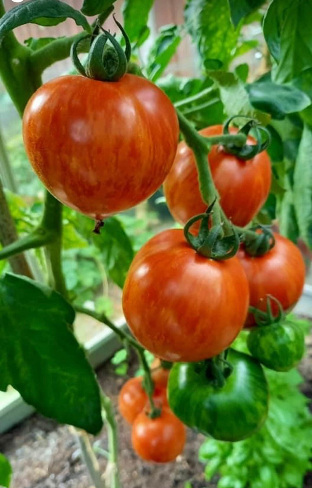 45 Organic Non-Gmo Red Zebra Tomato Seeds- Seeds Of Tomorrow