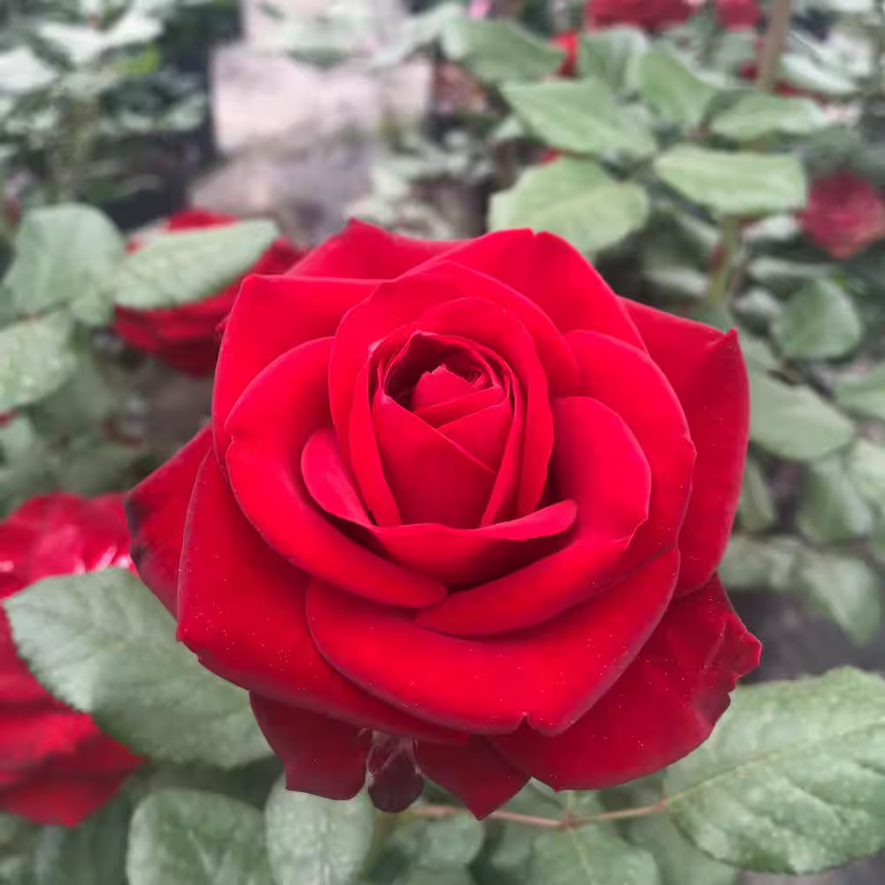 2 Gal. Forever Yours Rose with Red Flowers