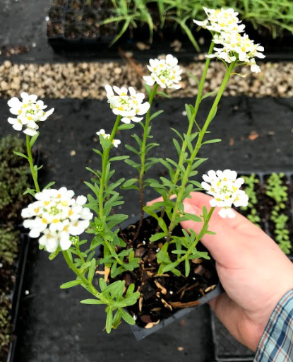 Candytuft Iberis 25 Plants in 3-1/2 inch Pots
