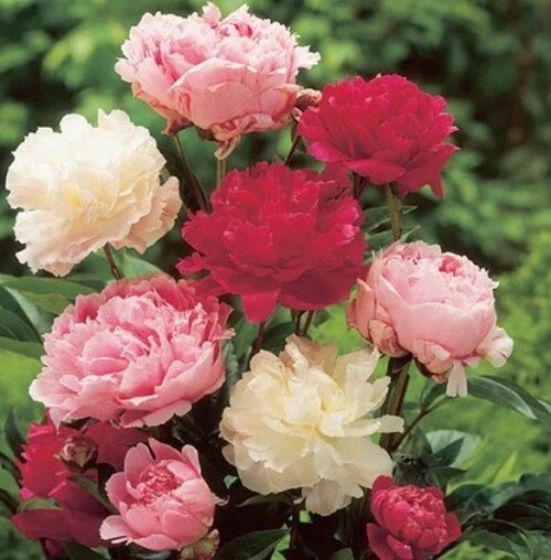 Bulk 2,500 Organic Seeds Mixed Colors Peony Poppy Doubles Seed Mix For Planting