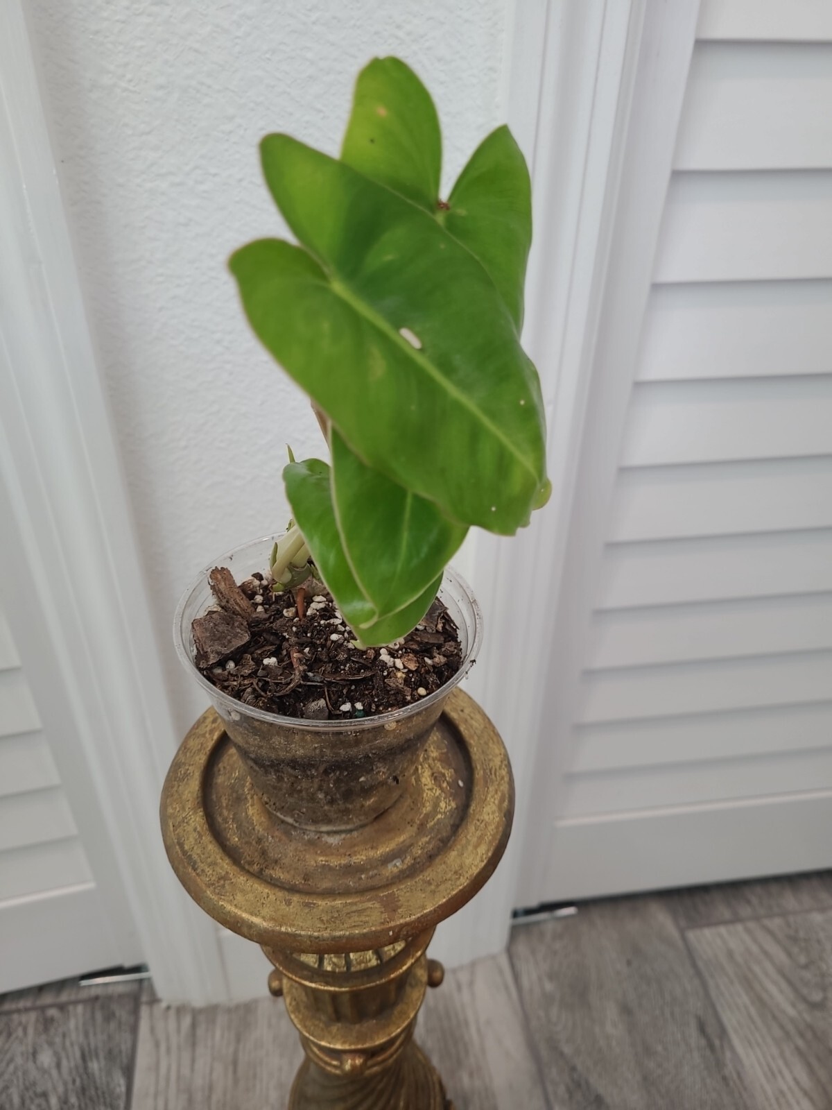 Burle Marx Philodendron Plant Green Leaf rooted multi grow 3 leaves NO CUTTING