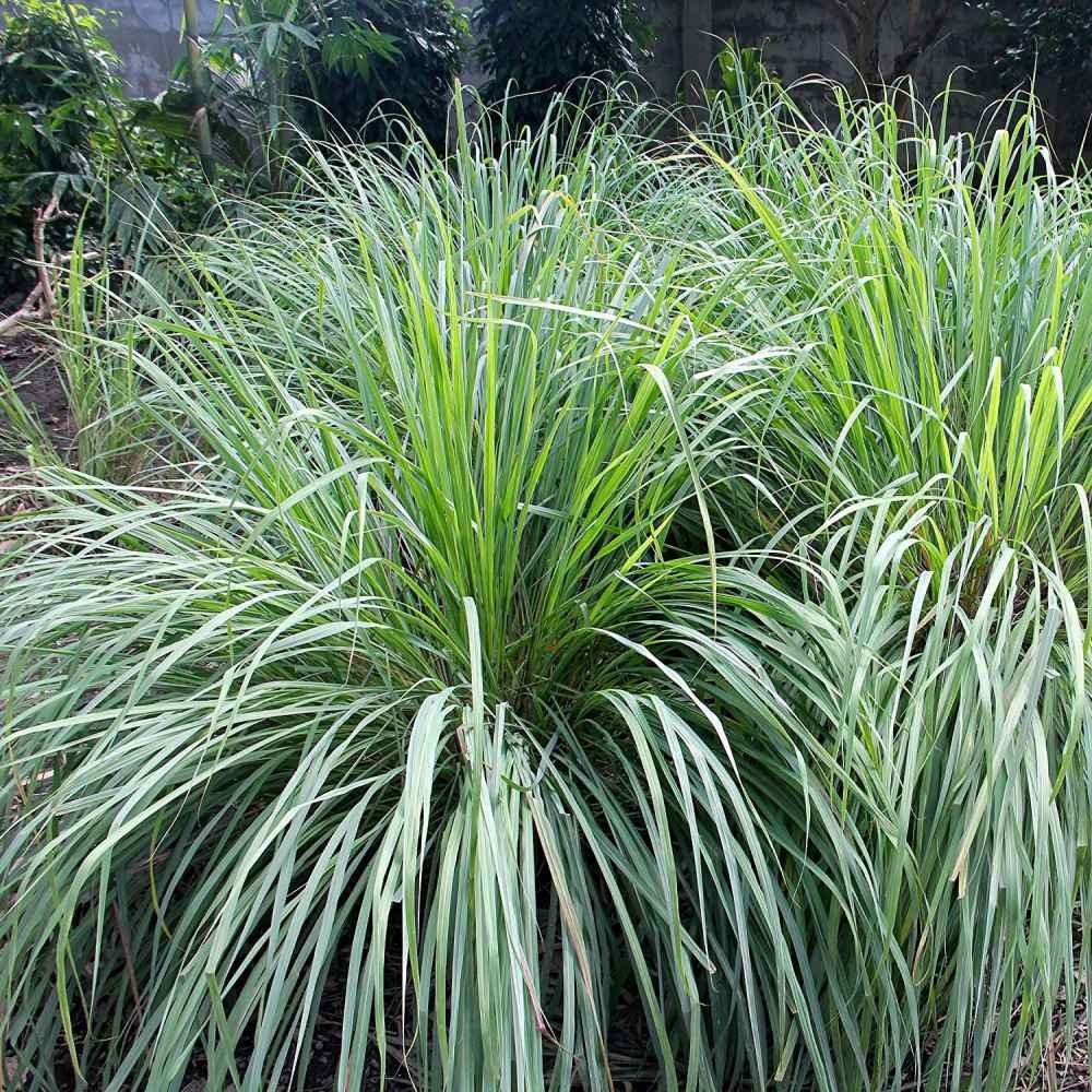 2000 Seeds Lemon Grass Seeds For Planting – Cymbopogon Flexuosus Ornamental