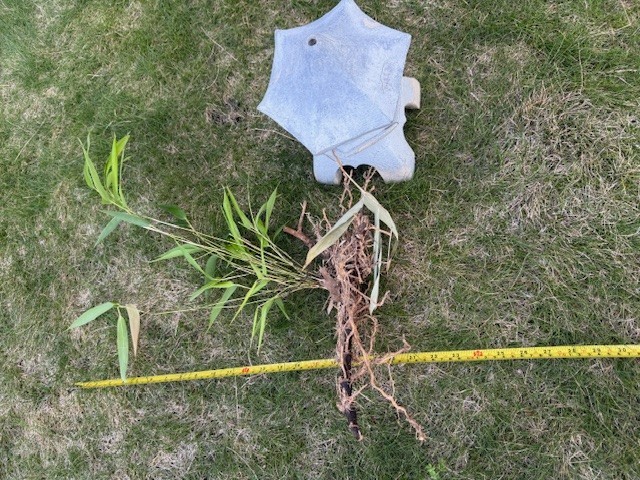 Bamboo root with leaf about 18 inches tall (root about 10 inches)