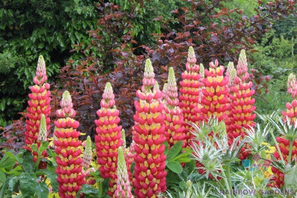 25+ Tequila Flame Lupine Seeds for Garden Planting – USA – FREE SHIPPING!