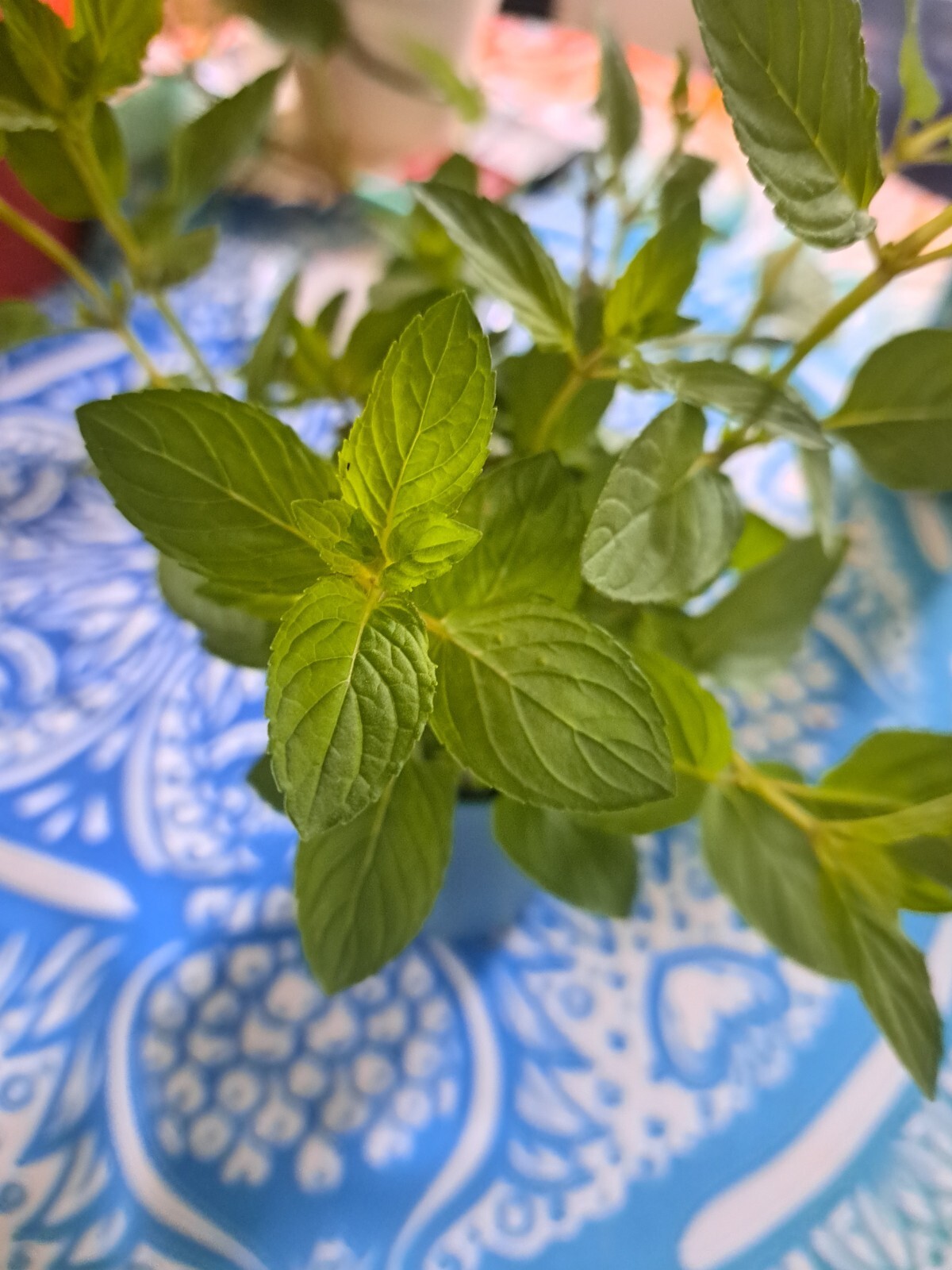 Live Chocolate Mint – Mint Starter Plant– Pack Of 5.