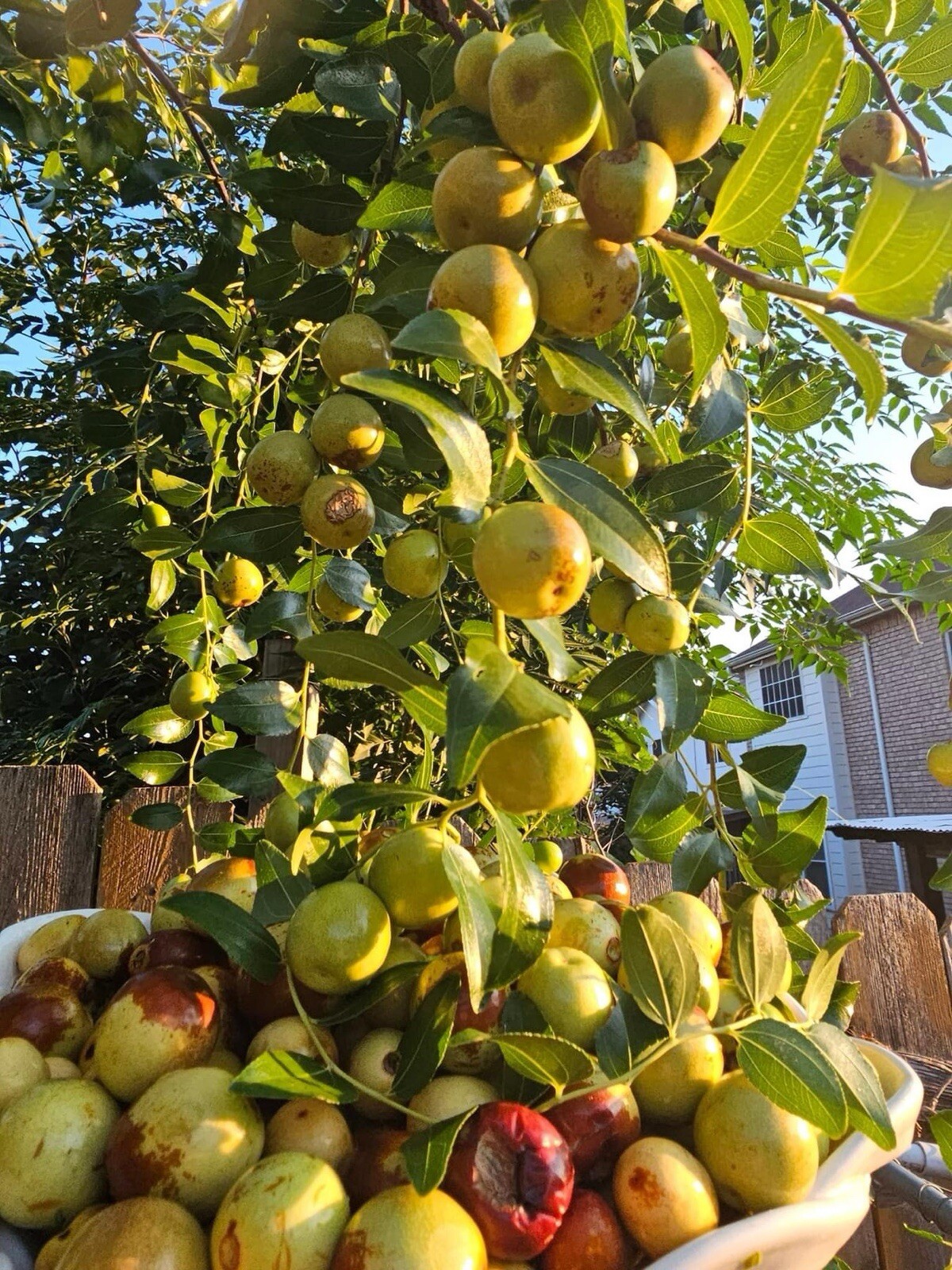 Jujube, Ziziphus Jujuba – 10 Seeds 2024 – USA