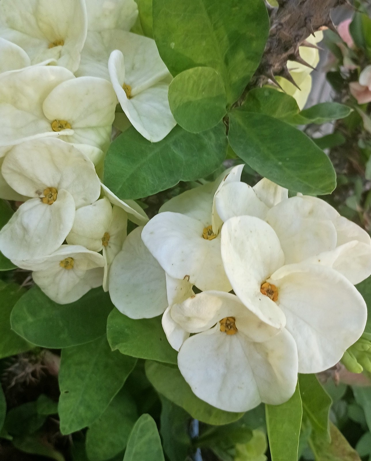 White Jumbo Millionaire Money Crown of Thorns Cutting (1 count/No roots)