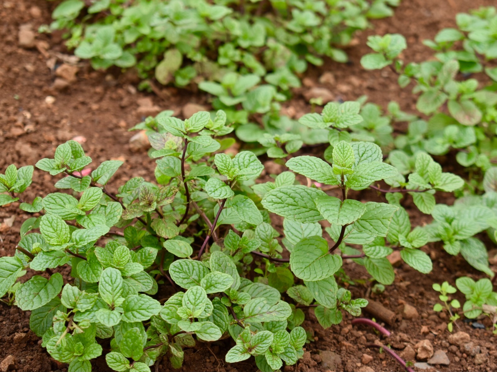 1000 Spearmint Seeds – Mentha spicata – Non-GMO Medicinal Herb and Tea