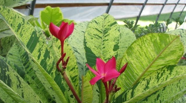 Red Blooming Variegated Leaf Plumeria rubra Frangipani Plant – ROOTED & GRAFTED