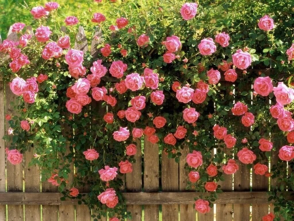 Very Fragrant Zephirine Douhin Climbing Rose, UNROOTED 3 Stem Cuttings 6-8″ L