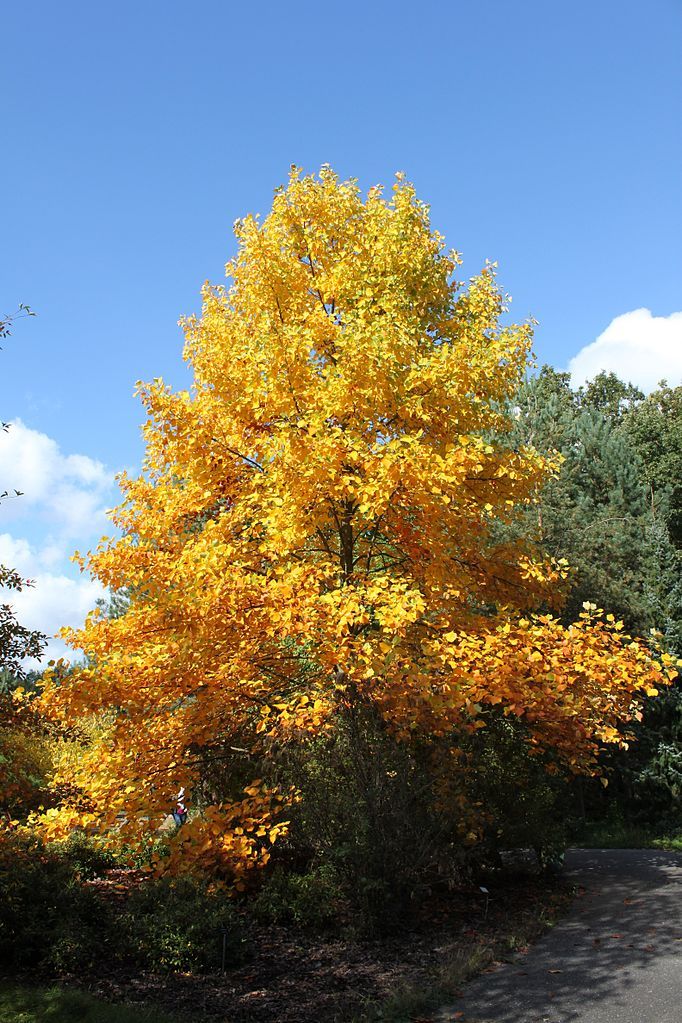 Tulip Tree, Liriodendron tulipifera, Tree Seeds