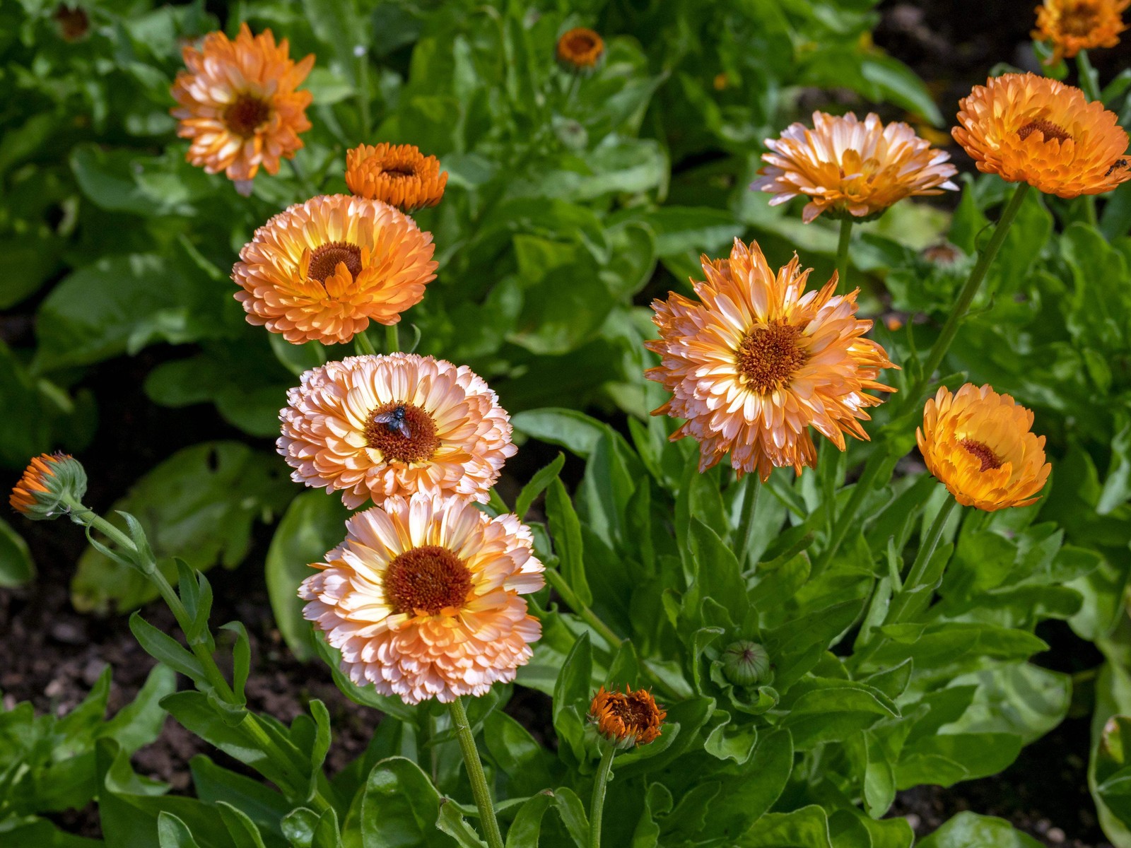 20 ZEOLIGHTS CALENDULA Officinalis MARIGOLD Flower Seeds Coral Peach Pink CombSH