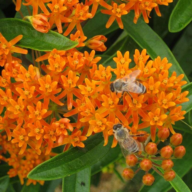 Wildflower Mix MONARCH BUTTERFLY 27 Heirloom Flower Species w/Milkweed 500 Seeds