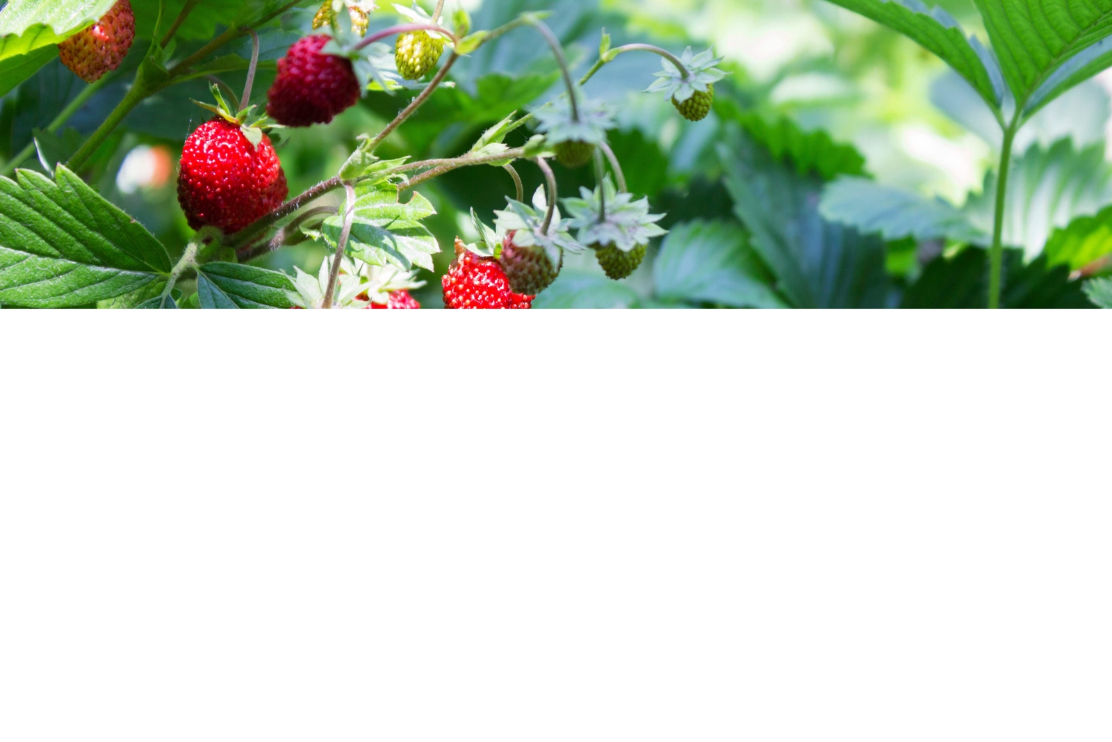 100 ALPINE STRAWBERRY Fragaria Vesca Red Fruit White Flower Seeds *Flat S/H