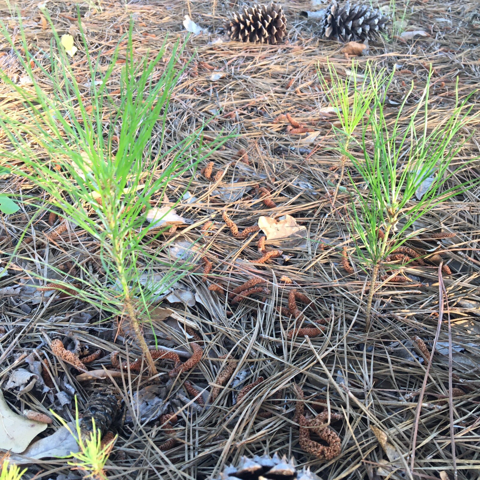 20 loblolly pine tree seedlings wild grown 3-6″ perfect transplant FAST grow