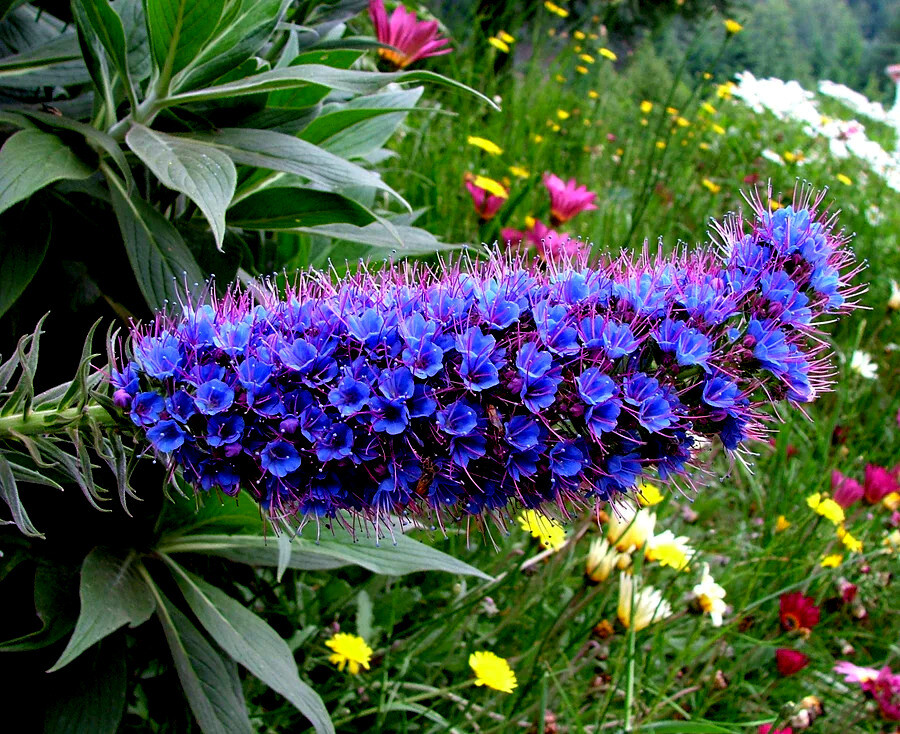 PRIDE OF MADEIRA Flower Seeds Echium fastuosum Blue Tower of Jewels Garden Plant