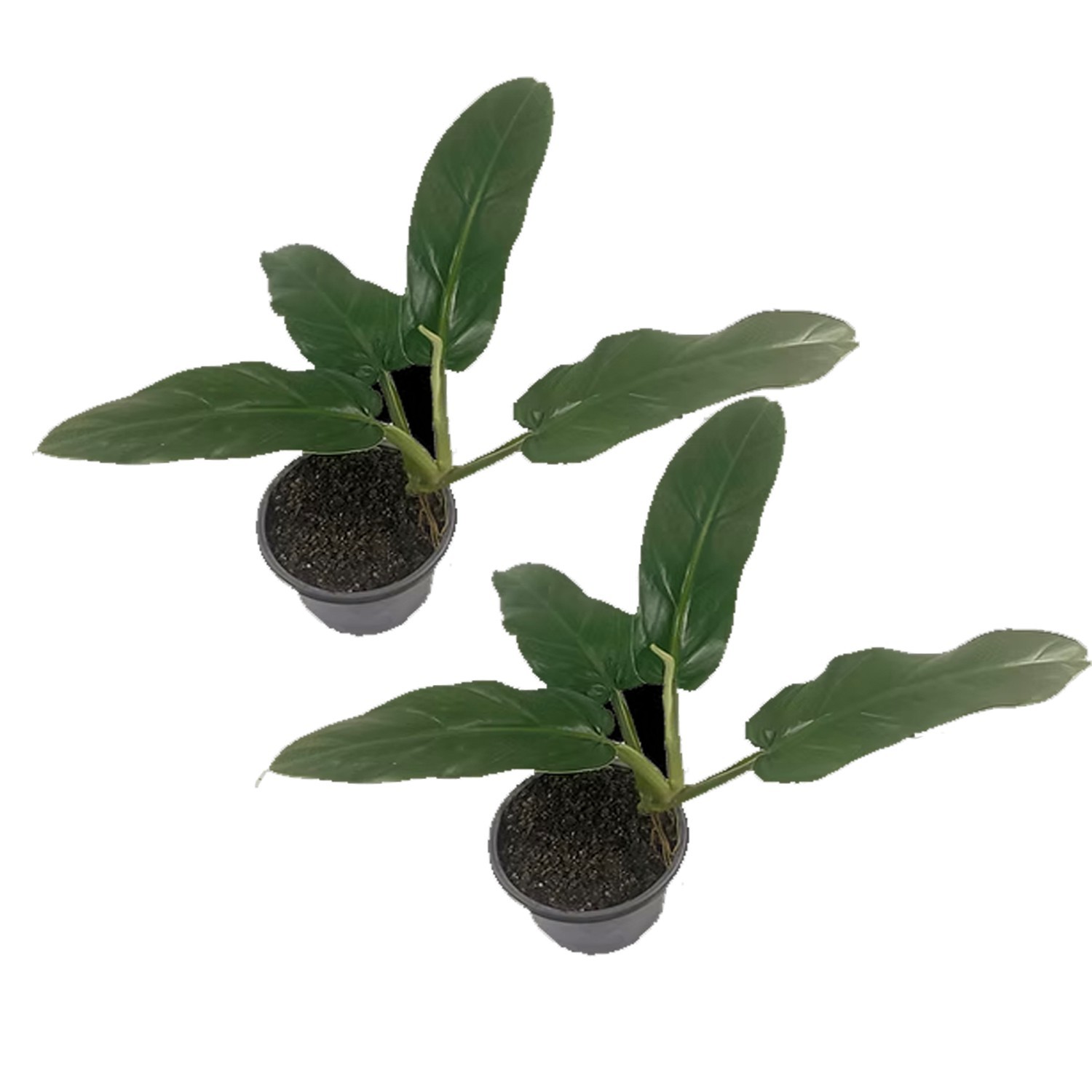 Philodendron SP Napo 2 Pack Green Live Indoor Houseplant