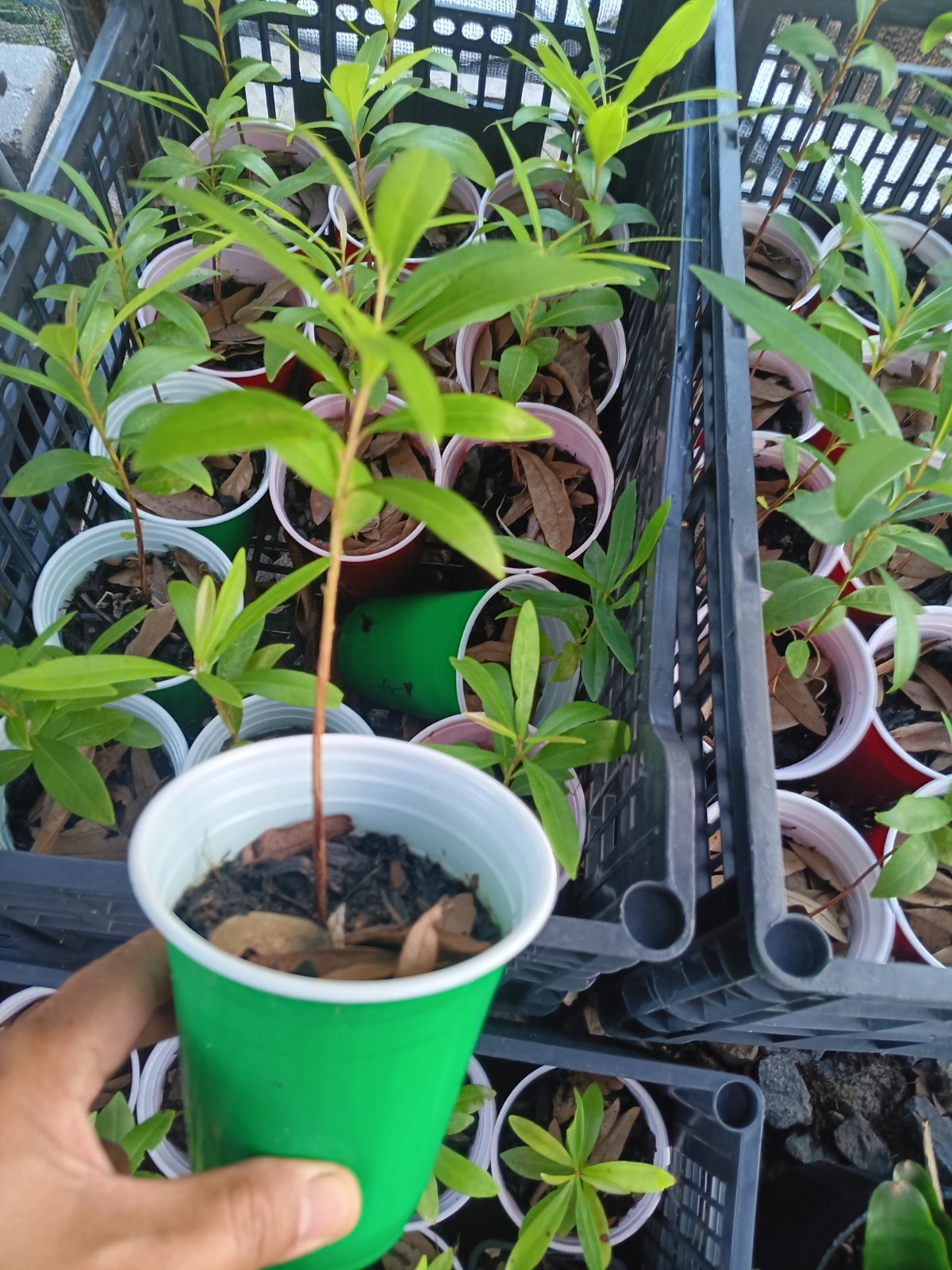 Java Plum Jamun Starter Plant