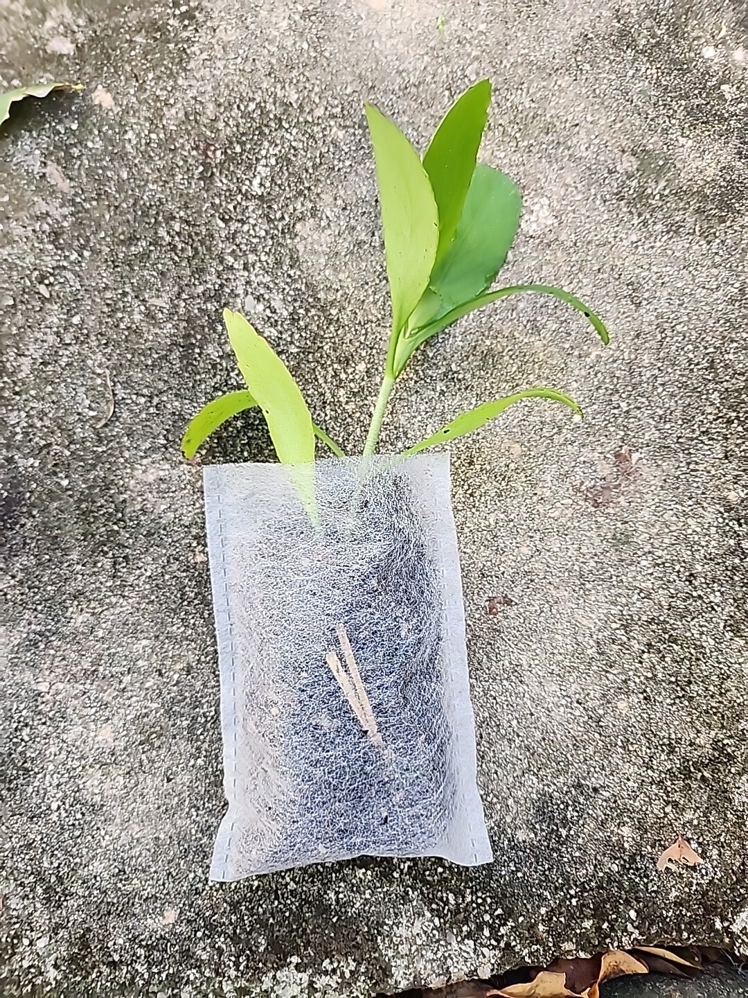 RARE KALANCHOE PINNATA miracle leaf air plants Bryophyllum Pinnatum 4″ plant