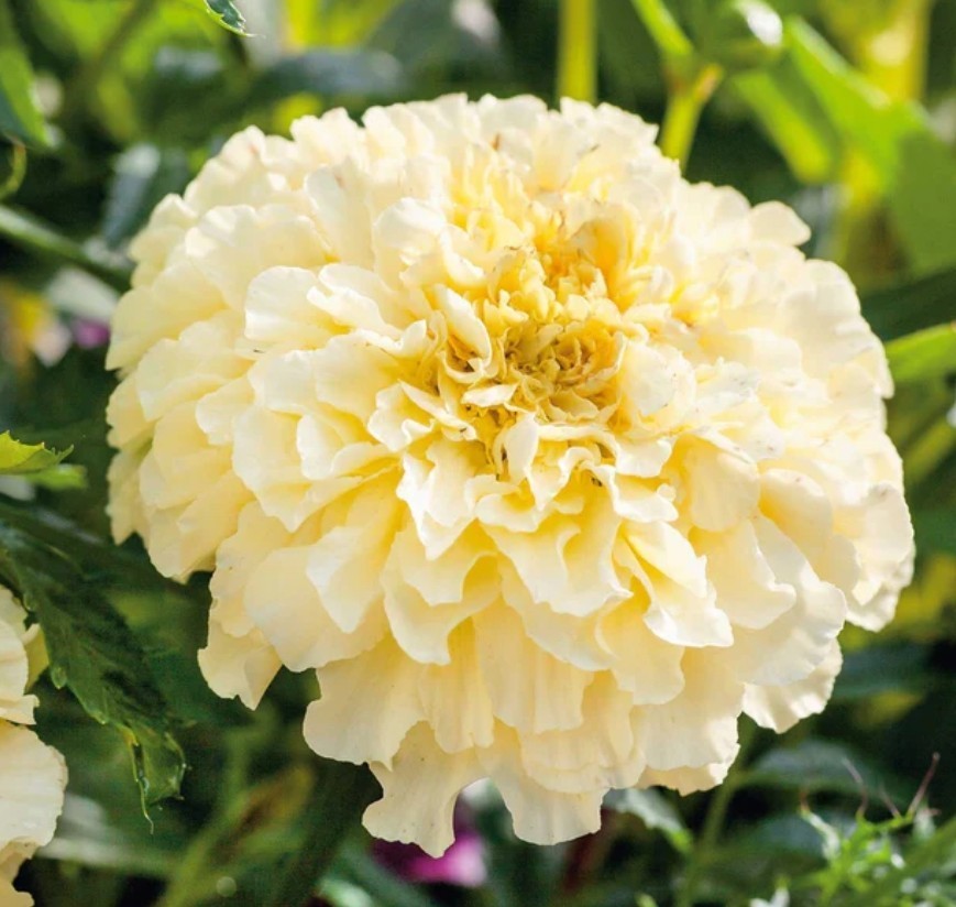 100+ Moonlight African Marigold Seeds **Fresh Seeds* ~~Free Shipping~~