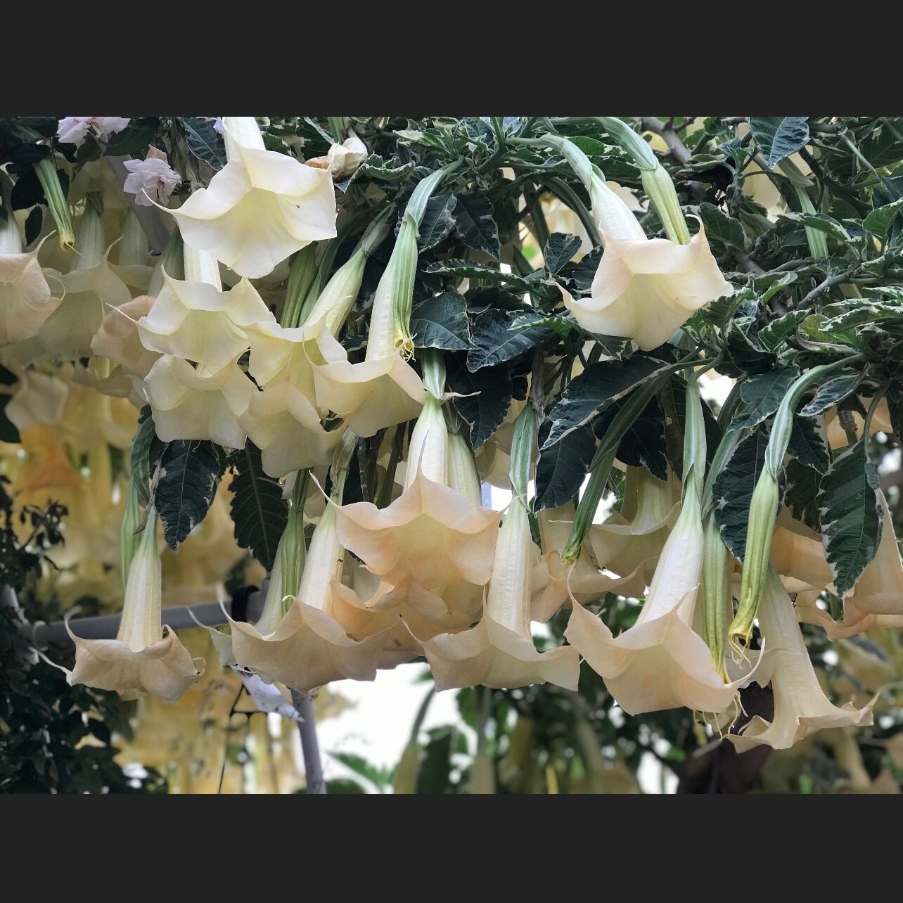 Variegated Brugmansia Angel’s Trumpet Unrooted Plant Cuttings