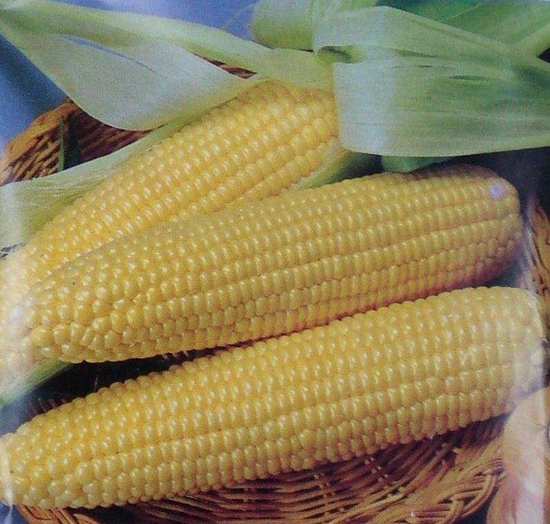 Sweet Corn Seeds: Iochief Sweet Corn Seeds Fresh Seed FREE Shipping!!!!!