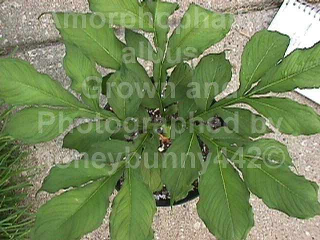 Amorphophallus albus #1 Voodoo Lily