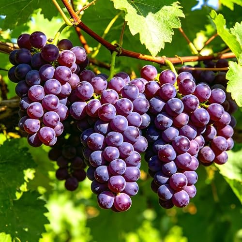 CarpetC 1000+ Mixed Berry Seeds for Planting – Grape Blueberry Raspberry