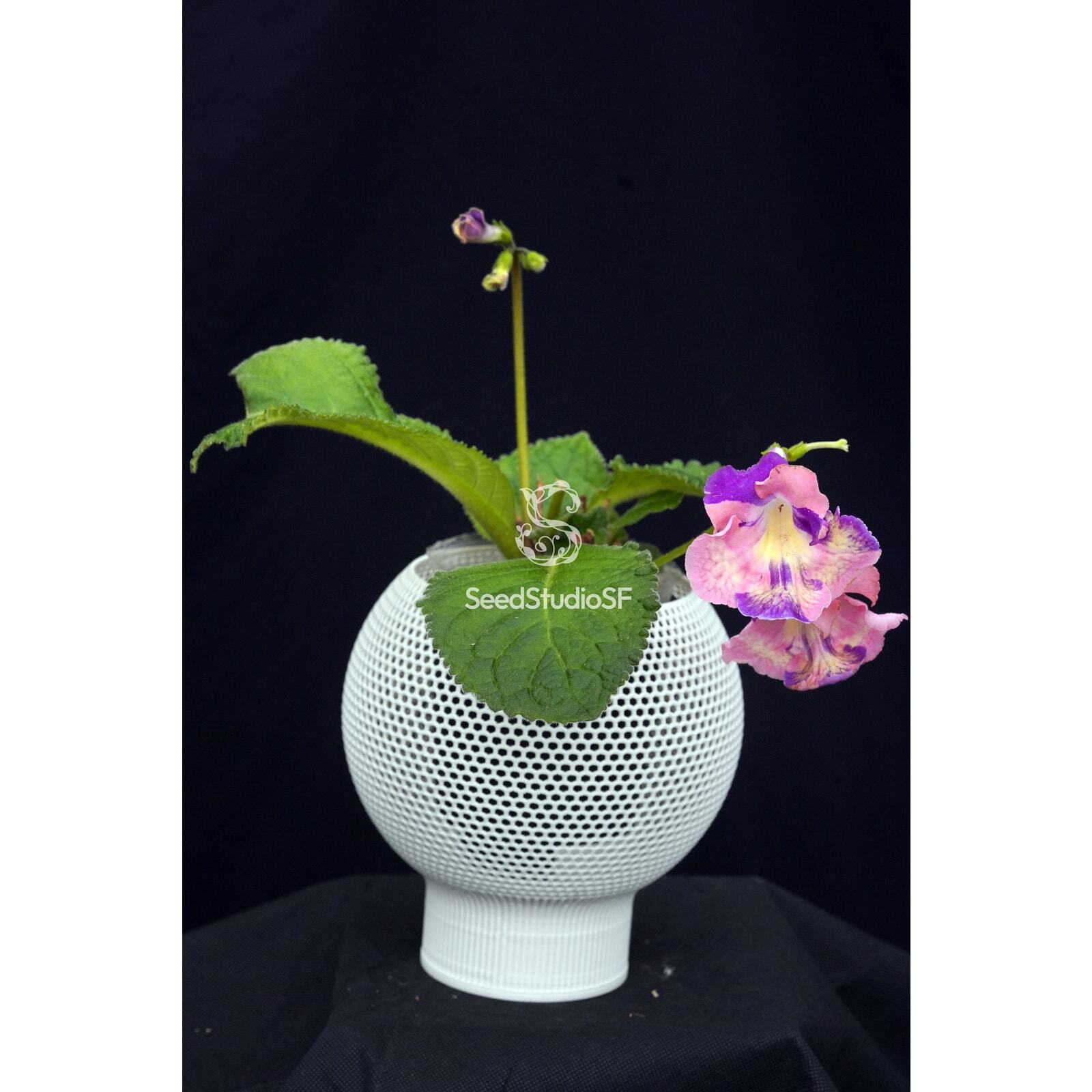 Streptocarpus [DS-2320] | Year-Round Blooms | African Violet-Like SEED STUDIO®
