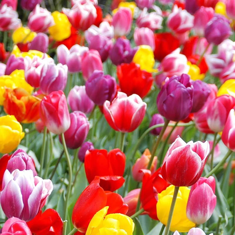 100-Pack Mixed Tulip Flower Bulbs – Bulk Pack of Colorful Tulips for Spring B…