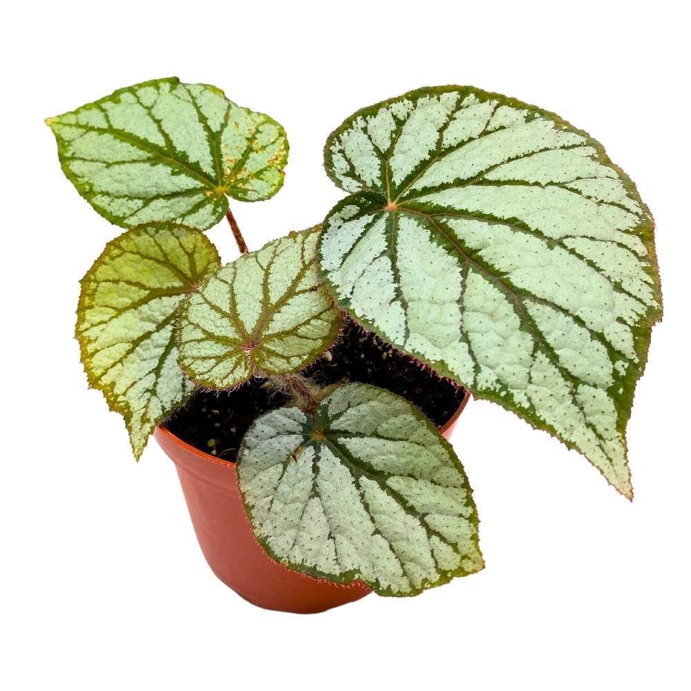 Begonia U400, 4 inch Rhizomatous Rhizo Light Gray Dark Green Veins