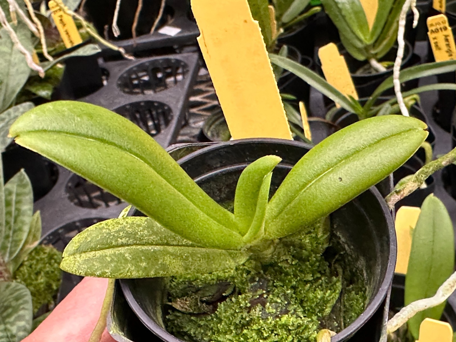 LOVELY WHITE MINIATURE PHILIPPINES ORCHID SPECIES Amesiella monticola BS 2in pt