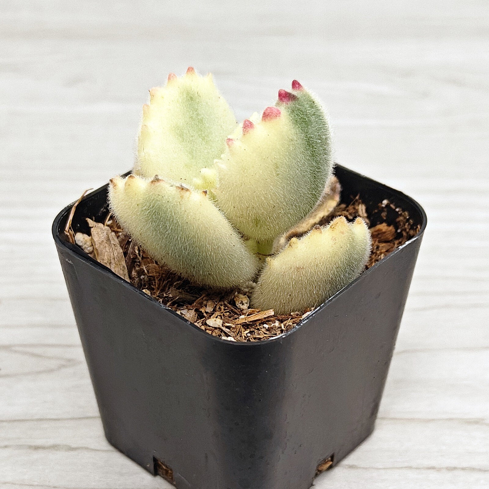 Succulent Live Plant – Cotyledon Tomentosa Var. Bear Paw – Live Plants In 2″ Pot