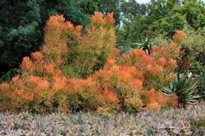 2 LARGE 20″ Cuttings Firestick Pencil Thornless Euphorbia Tirucalli Succulent