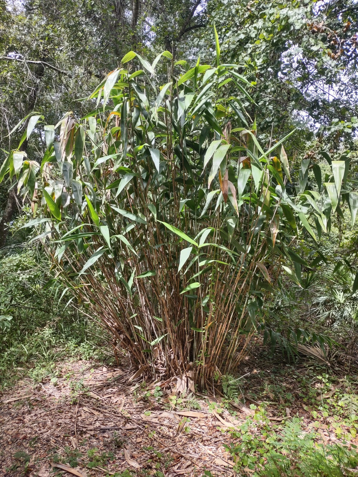 Tiger Grass (Thysanolaena maxima) – Live Rooted Plant – 4 Inch Pot – Ornamental